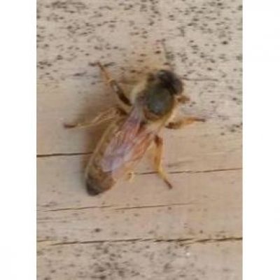 REGINA VERGINE LIGUSTICA