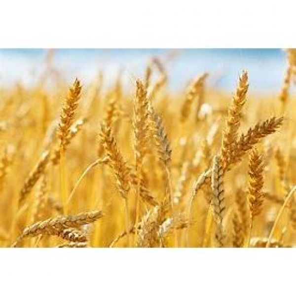 SEMI DI FRUMENTO TENERO FORAGGERO 30 kg- VARIETA' PAJERO - NON TRAT...