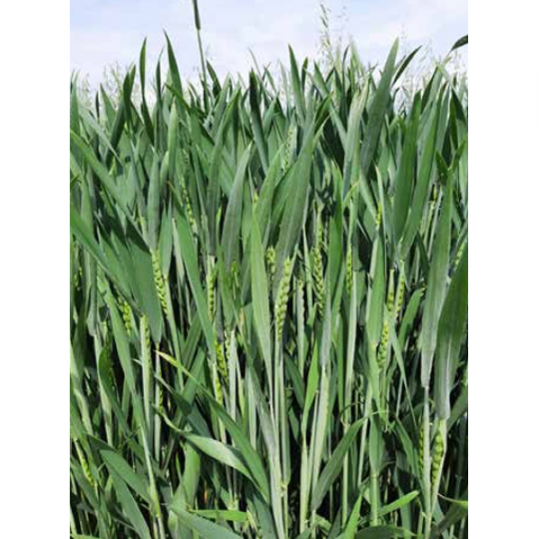 SEMI DI FRUMENTO TENERO FORAGGERO 30 KG - VARIETA' PAJERO - TRATTATO