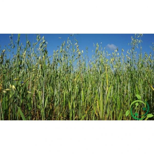 SEMI DI AVENA BIANCA 500 kg - VARIETA' KERTAG - NON TRATTATO