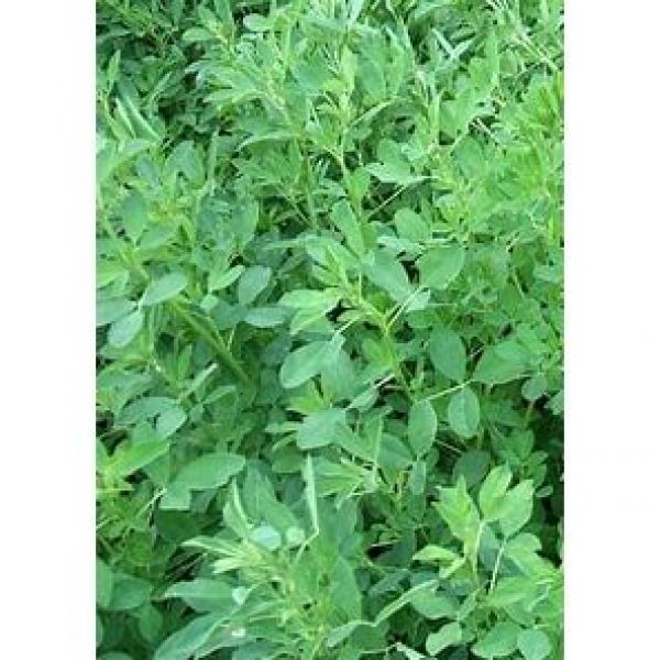 SEMI DI ERBA MEDICA - VARIETA' BLUE MOON/COSTANZA 25 KG- NON TRATTATO