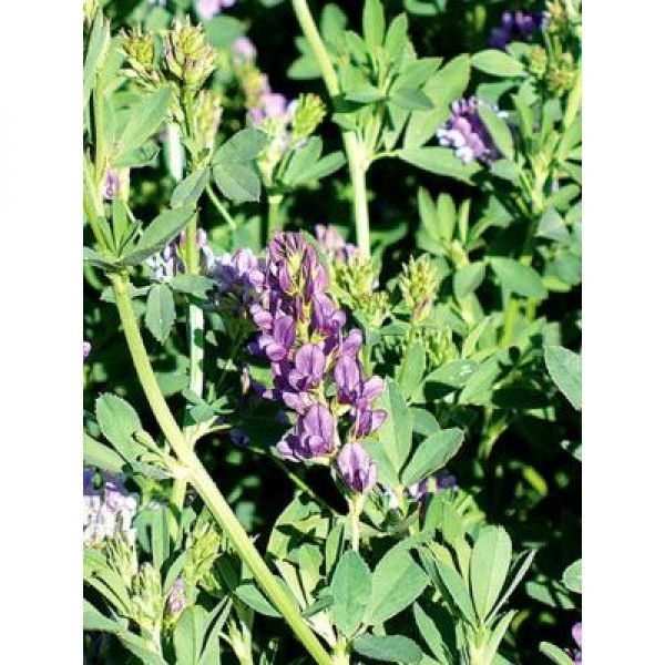 SEMI DI MISCUGLIO APISTICO 10kg- VARIETA' PLURIENNALE -  NON TRATTATO