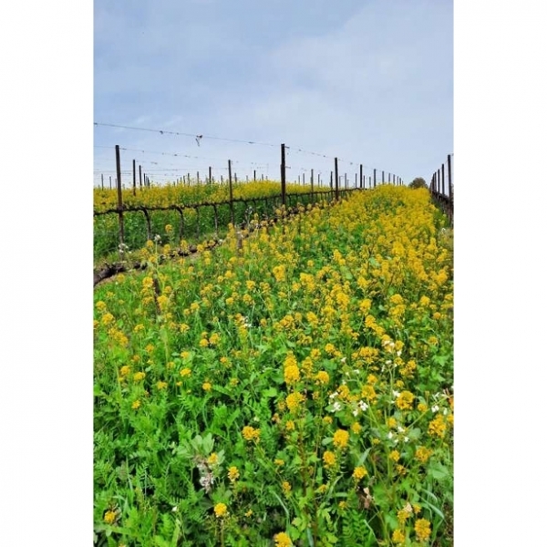 MISCUGLIO DI SEMI VIGNETO 25 KG - VARIETA' GEOPRO EQUO - NON TRATTATO