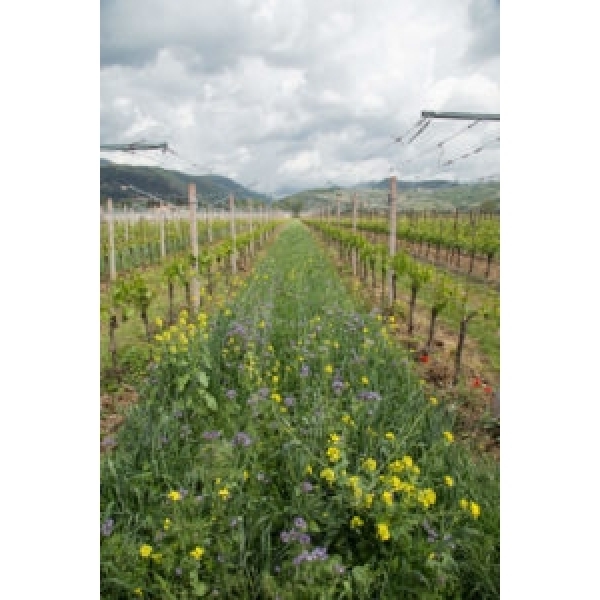 MISCUGLIO DI SEMI VIGNETO 25 KG - VARIETA' GEOPRO NFIX - NON TRATTATO