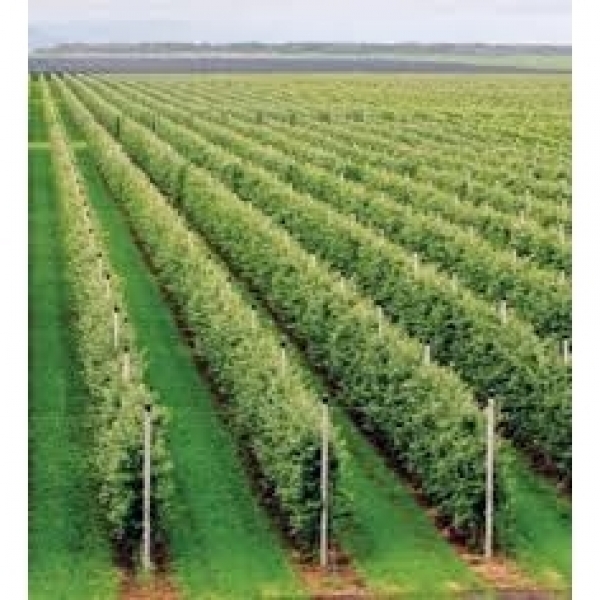 SEMI INERBIMENTO VIGNETO 10 Kg - VARIETA' COLLIO - NON TRATTATO