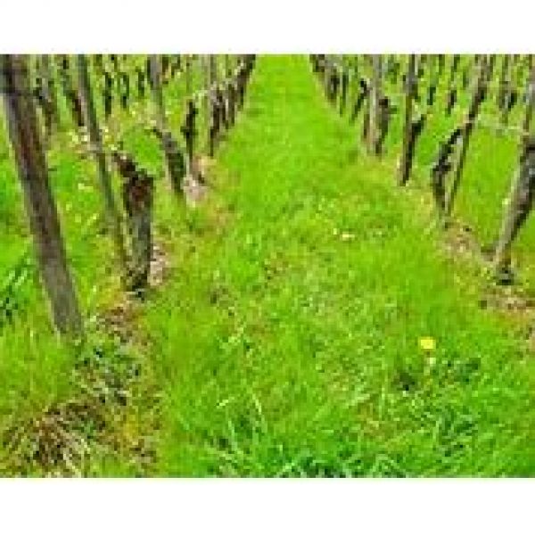 SEMI INERBIMENTO VIGNETO 10 Kg - VARIETA' COLLIO LEG - NON TRATTATO