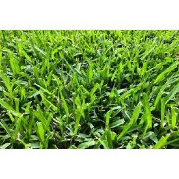 SEMI DI PRATO STABILE 10KG - VARIETA' REFRESH PRATI - NON TRATTATO