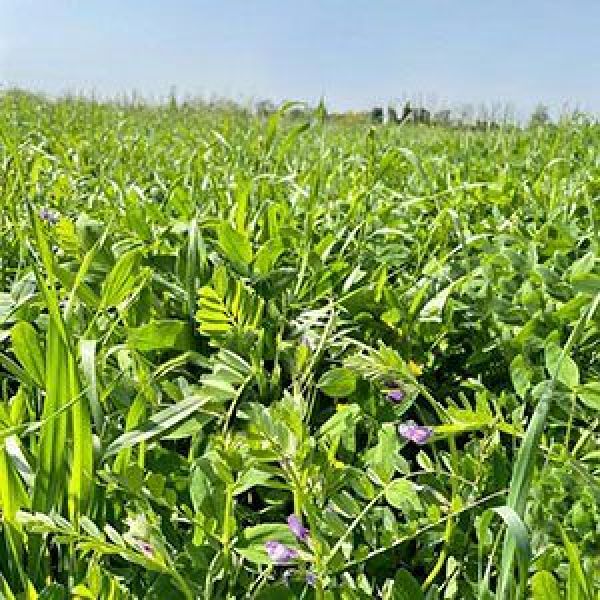 SEMI DI ERBAIO PERMANENTE 10KG - VARIETA' PRATER MIX SLEG - NON TRA...