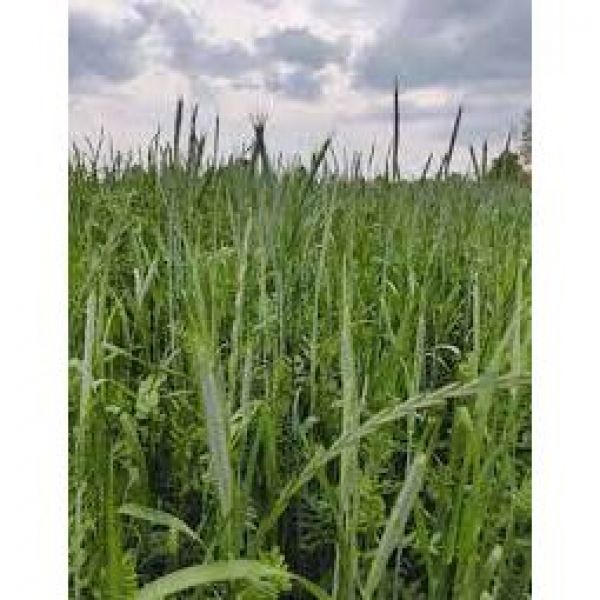 SEMI DI ERBAIO EFA 25KG - VARIETA' EFA TTVEC - NON TRATTATO