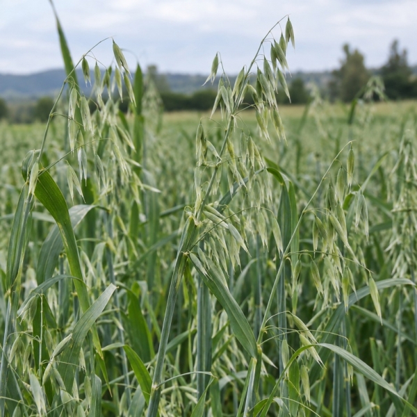 Miscuglio per Erbaio Dryfeed - 25 kg - Non trattato