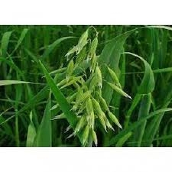 SEMI DI ERBAIO A BASE CEREALI 25 KG - VARIETA' DRYFEED - NON TRATTATO