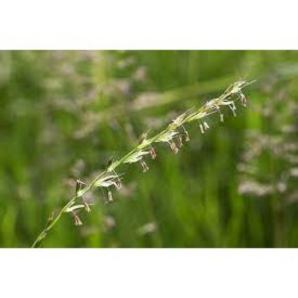 MISCUGLIO DI SEMI VARIETA' LOVECCIA 20 KG - NON TRATTATO