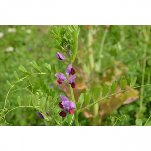 SEMI DI VECCIA COMUNE VARIETA' DS CLAUDIA -25 KG BIOLOGICO