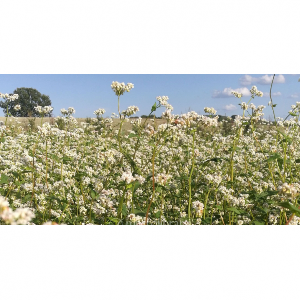 SEMI DI GRANO SARACENO VARIETA' PANDA 25KG - NON TRATTATO