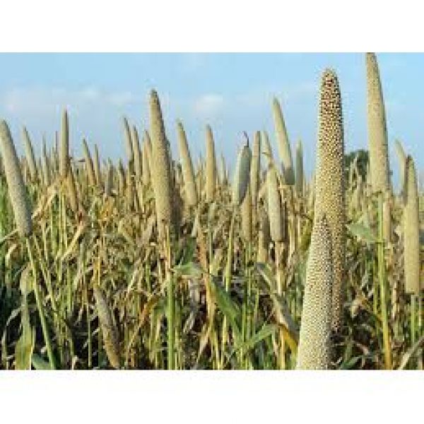 SEMI DI MIGLIO PERLATO  IBRIDO VARIETA' WONDERGREEN - 25KG NON TRAT...