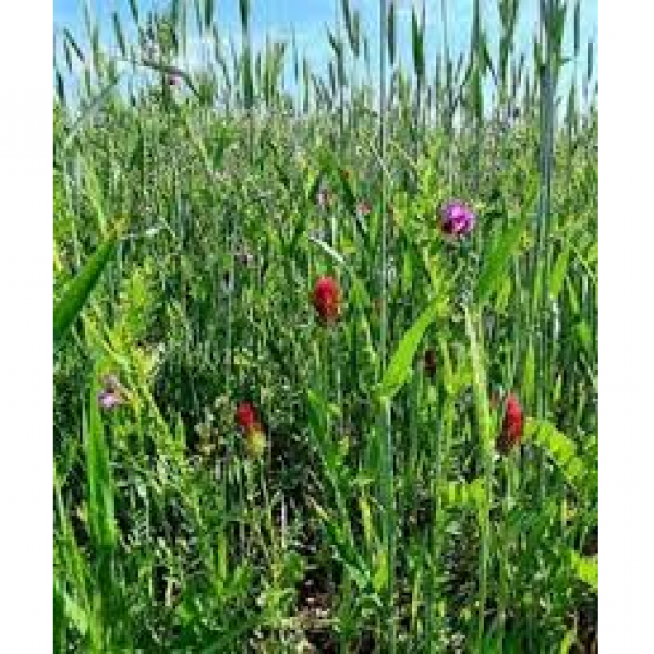 SEMI DI MISCUGLIO ECOPRO04 -10KG NON TRATTATO