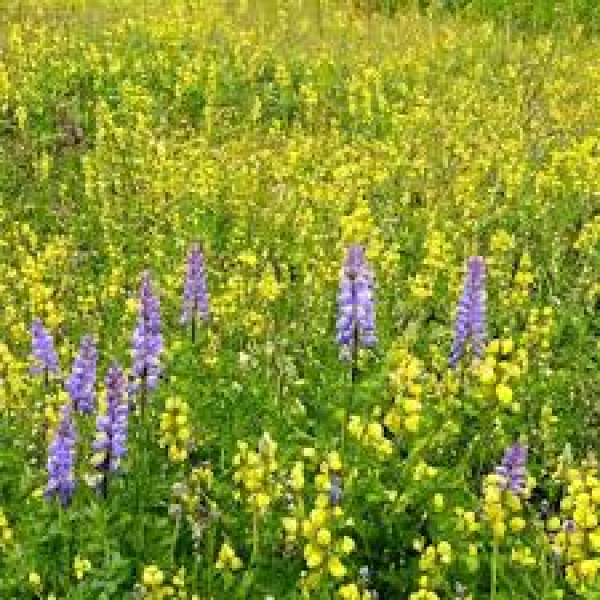 SEMI DI MAS4EXPERT - VARIETA' ECO LEG - NON TRATTATO