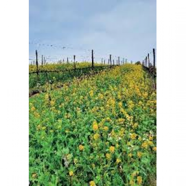 MISCUGLIO DI COLLIO LEG 10KG - NON TRATTATO