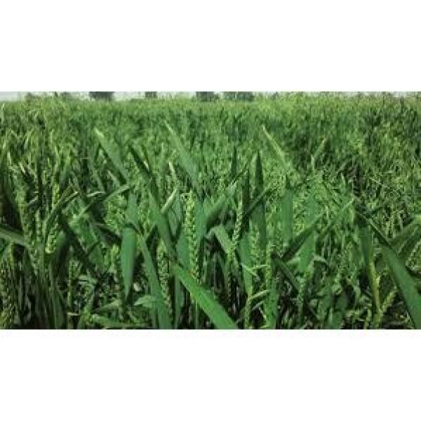 MISCUGLIO DI SEMI SPEED MIX - 15KG NON TRATTATO