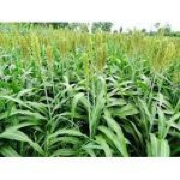 SEMI DI COVER E SOVESCI 20 KG - VARIETA' NEMATOMIX - NON TRATTATO