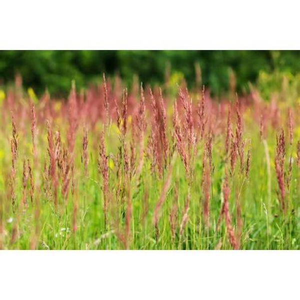 MISCUGLIO DI PRATO SOTTOVIGNETO 5KG