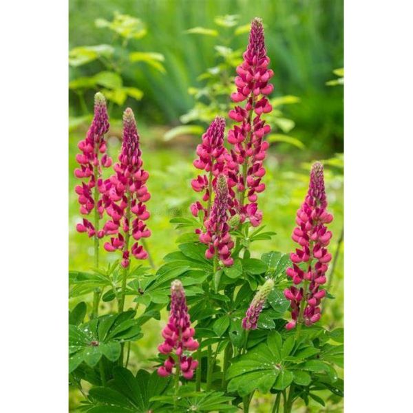 MISCUGLIO DI  SKI 1000 FIORITO 25 KG