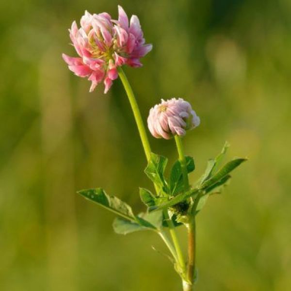 MISCUGLIO DI SKI 2000 FIORITO 25 KG