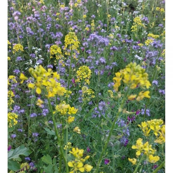 MISCUGLIO DI APIS MELLIFERA - 10KG in conf. da 1KG