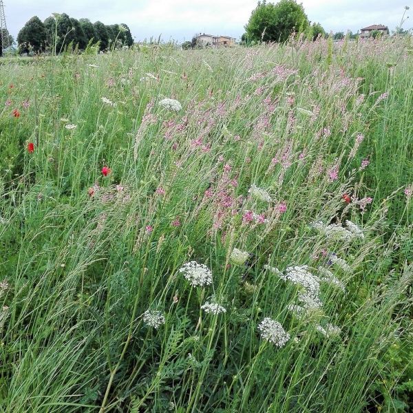 MISCUGLIO DI FASCE TAMPONE FIORITE- SACCO CARTA DA 5 KG