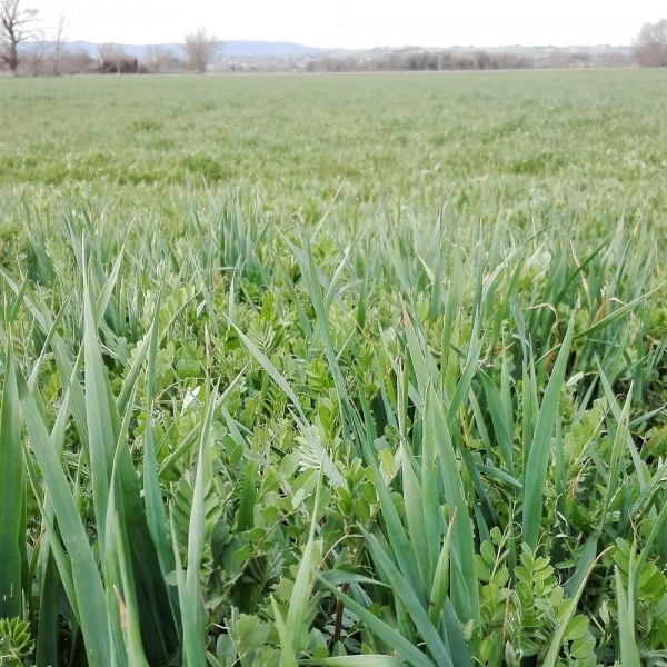 MISCUGLIO DI NITROFERT 25 KG (veccia sativa, avena sativa e veccia ...