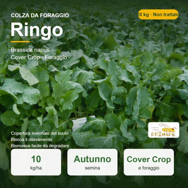Semi di Colza da Foraggio Ringo – 20 kg – Cover Crop e Foraggio...