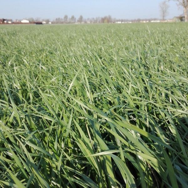 Semi di Loietto Italico Excellent Bio – 25 kg – Per Fieno e Ins...