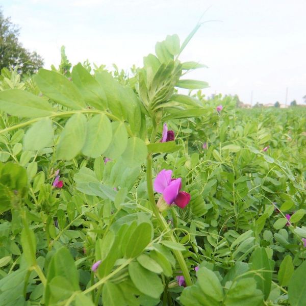 SEMI DI VECCIA COMUNE - VARIETA' MARIANNA BIOLOGICA KG. 25