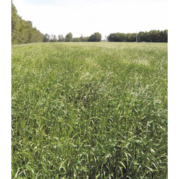 MISCUGLIO DI PRATO POLI-BIO BIOLOGICO 10 KG