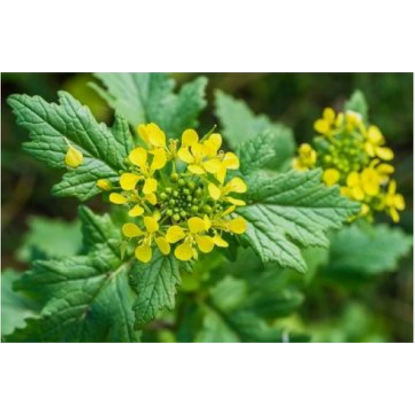 SEMI DI SENAPE BRUNA