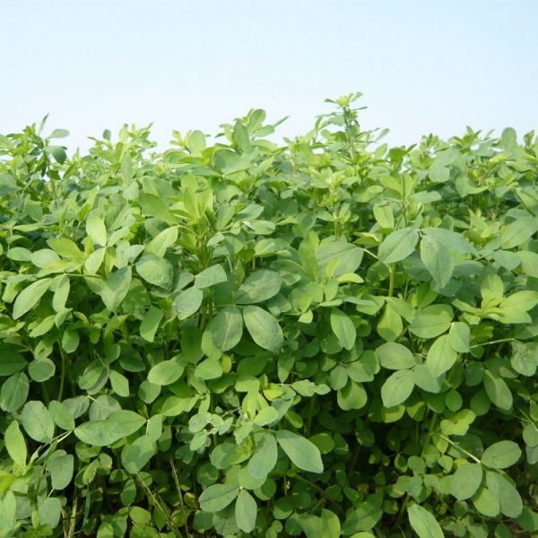 SEMI DI ERBA MEDICA CUORE VERDE 2^ RIP 25 KG