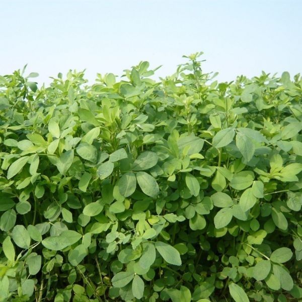 SEMI DI ERBA MEDICA VARIETA' SIRIVER MK2 KG.25 (non dormiente)