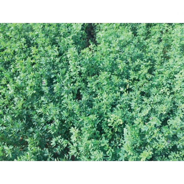 Erba Medica La Bella Campagnola – 25 kg – Non trattati – Per ...