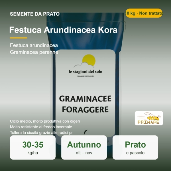 Semi di Festuca Arundinacea Kora – 10 kg – Prato e Pascolo – ...