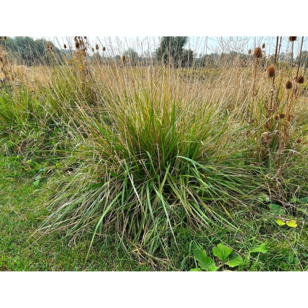 Semi di Festuca Arundinacea Kora – 10 kg – Non trattati – Per...