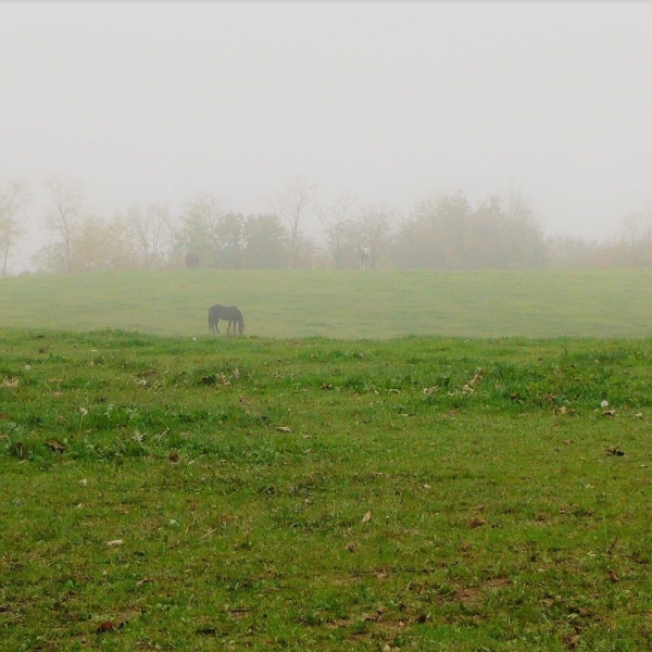 SEMI DI LOIETTO PERENNE MATHILDE 10 KG - medio - 4n