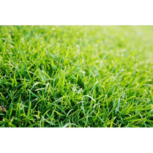 Semi di Loietto Perenne Pastoral – 25 kg – Non trattati – Per...
