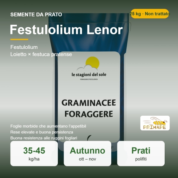 Semi di Festulolium Lenor – 25 kg – Prato e Foraggio – Non tr...