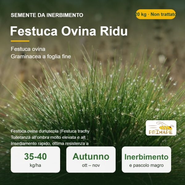 Semi di Festuca Ovina Ridu – 20 kg – Inerbimento e Pascolo – ...