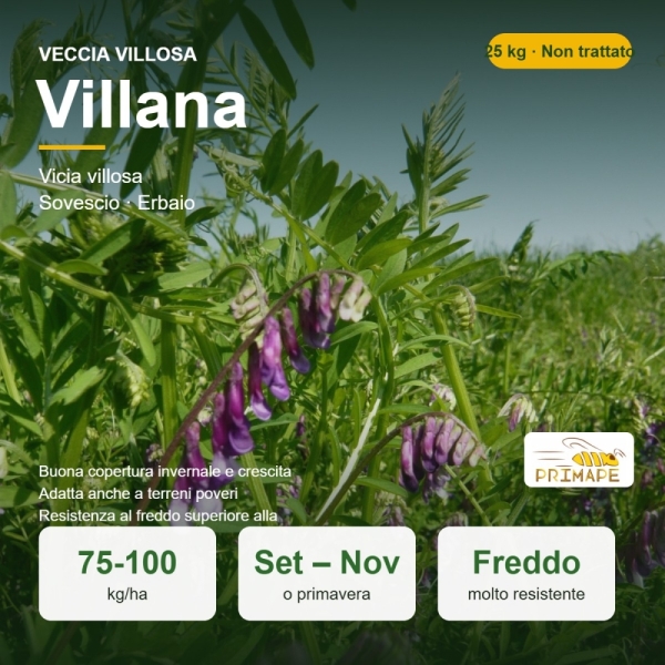 Semi di Veccia Villosa Villana – 25 kg – Sovescio ed Erbaio –...