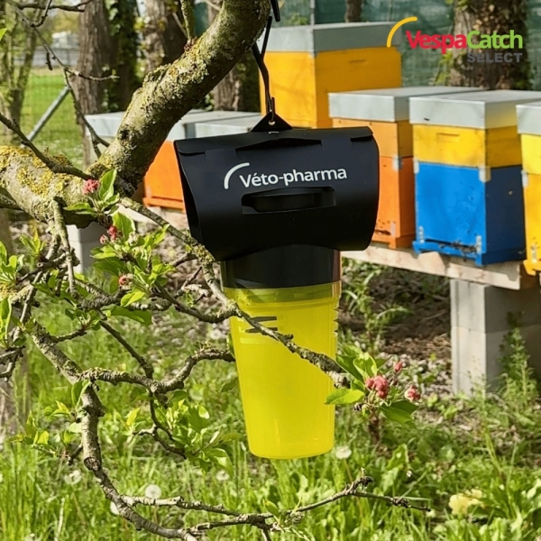 VespaCatch Original – Trappola per Vespa Velutina (Calabrone Asia...