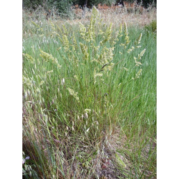 Semi di Erba Mazzolina Swante – 15 kg – Non trattati – Per Pr...