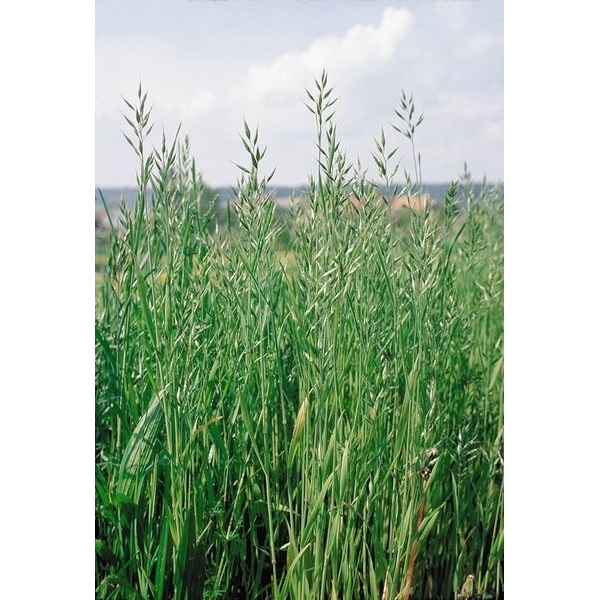 SEMI DI BROMO PARODII 30 KG