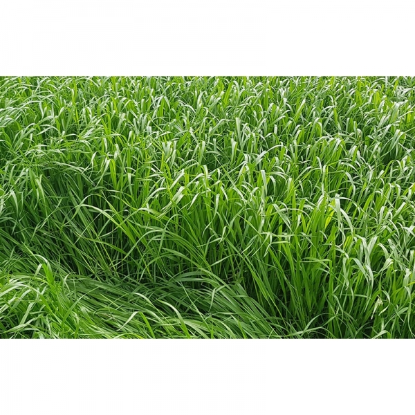 Semi di Loietto Italico Jako – 25 kg – Non trattati – Per Fie...