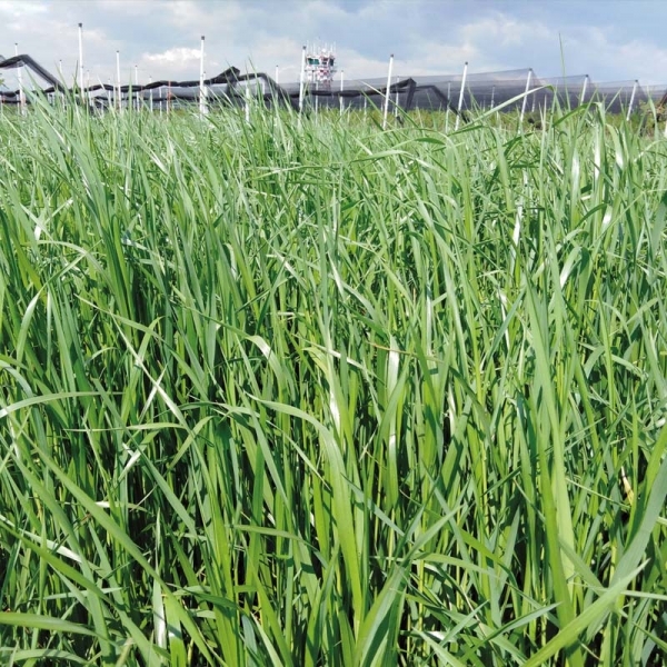 SEMI DI LOIETTO WEST. TETRAPLOIDE ADRENALIN 25 KG